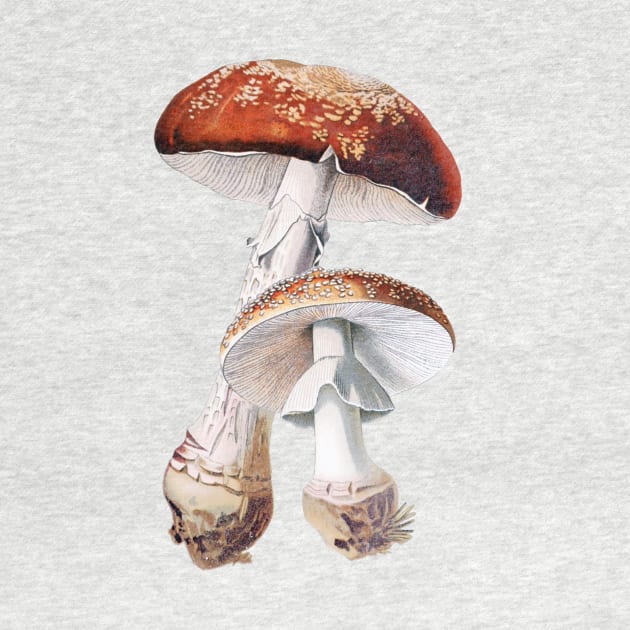 Amanita muscaria, Toadstool, Fly agaric, vintage illustration by SouthPrints